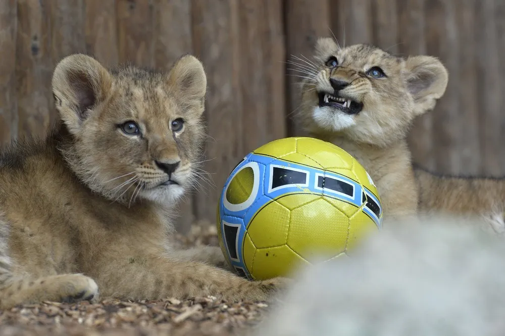 Lion Cubs Christening Ceremony in Slovakia