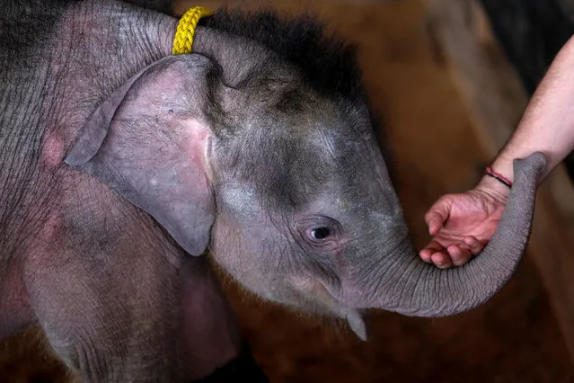 Fah Jam, a five-month-old baby elephant, plays with a handler at her enclosure at the Nong Nooch Tropical Botanical Garden in Pattaya, Thailand January 5, 2017. (Photo by Athit Perawongmetha/Reuters)