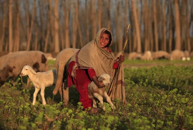 A girl reacts while holding a sheep at a field in Nowshera, Pakistan, February 17, 2016. (Photo by Fayaz Aziz/Reuters)