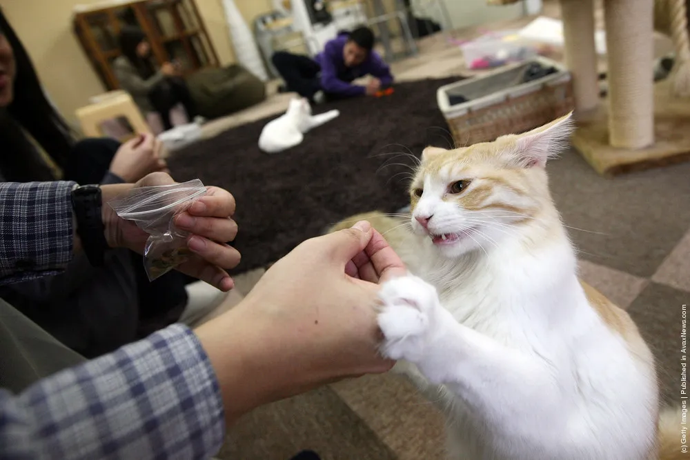 Cat Cafes Attract People in Tokyo