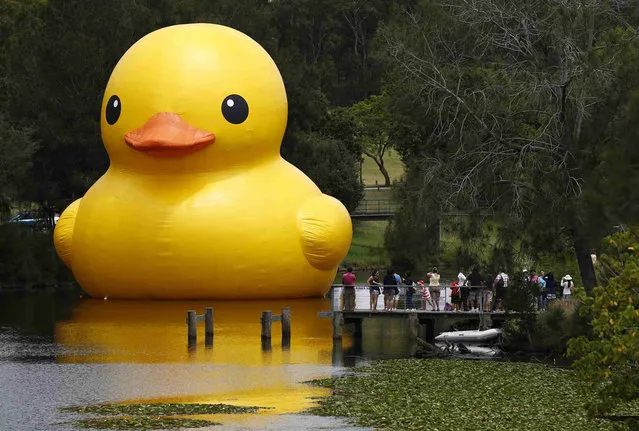 The giant inflatable Rubber Duck installation by Dutch artist Florentijn Hofman floats on the Parramatta River, as part of the 2014 Sydney Festival, in Western Sydney January 10, 2014. The creation is five stories tall and five stories wide and has been seen floating in various cities around the world since 2007. (Photo by Jason Reed/Reuters)