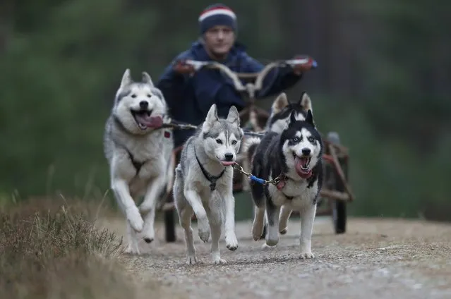 Husky dogs pull a rig and its musher during practice for the Aviemore Sled Dog Rally in Feshiebridge, Scotland, Britain January 24, 2017. (Photo by Russell Cheyne/Reuters)