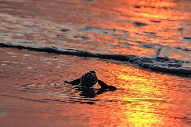 An Olive Ridley sea turtle hatchling releases into the sea at Lhoknga beach, Indonesia's Aceh province on January 16, 2024. (Photo by Chaideer Mahyuddin/AFP Photo)