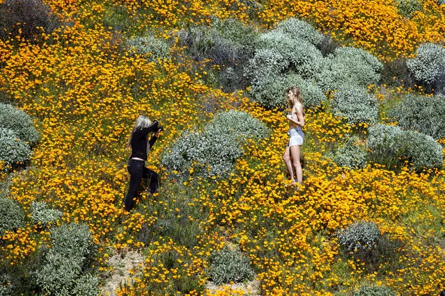 Girls take “fashion” pictures of each other in the middle of a poppy fields on a slop of Walker Canyon near Lake Elsinore, California, USA, 08 March 2019. The heavy rains in California have boosted the growth of wild desert flowers, an occurrence called super bloom. (Photo by Etienne Laurent/EPA/EFE)
