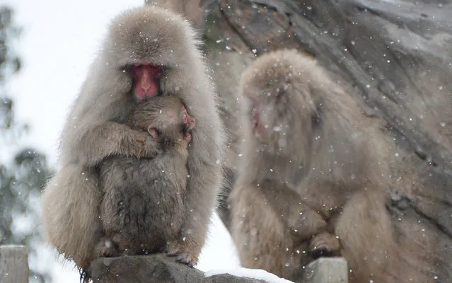 Monkeys endure the cold under snow at Ueno Zoo in Tokyo on February 14, 2014. Heavy winter weather is expected to hit Tokyo's metropolitan area again, bringing with it an estimated 10cm of snow. (Photo by Toru Yamanaka/AFP Photo)