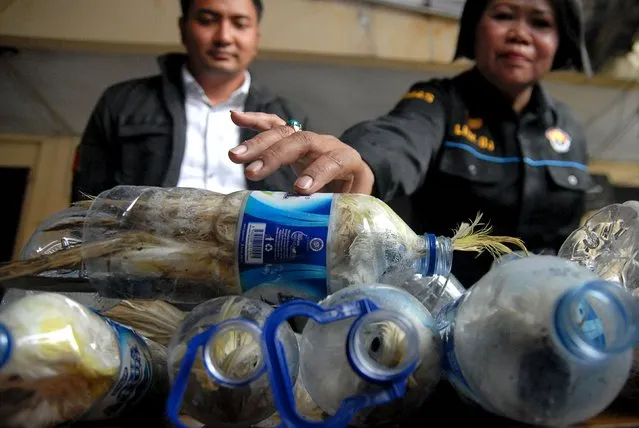 A police officer holds a water bottle which with a yellow-crested cockatoo put inside for illegal trade at the customs office of Tanjung Perak port in Surabaya, East Java province, Indonesia, May 4, 2015 in this picture taken by Antara Foto. (Photo by Risyal Hidayat/Reuters/Antara Foto)