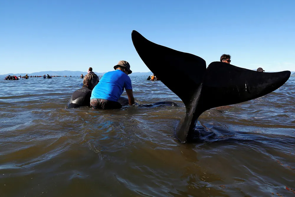 New Zealand Rescuers Refloat 100 Stranded Whales