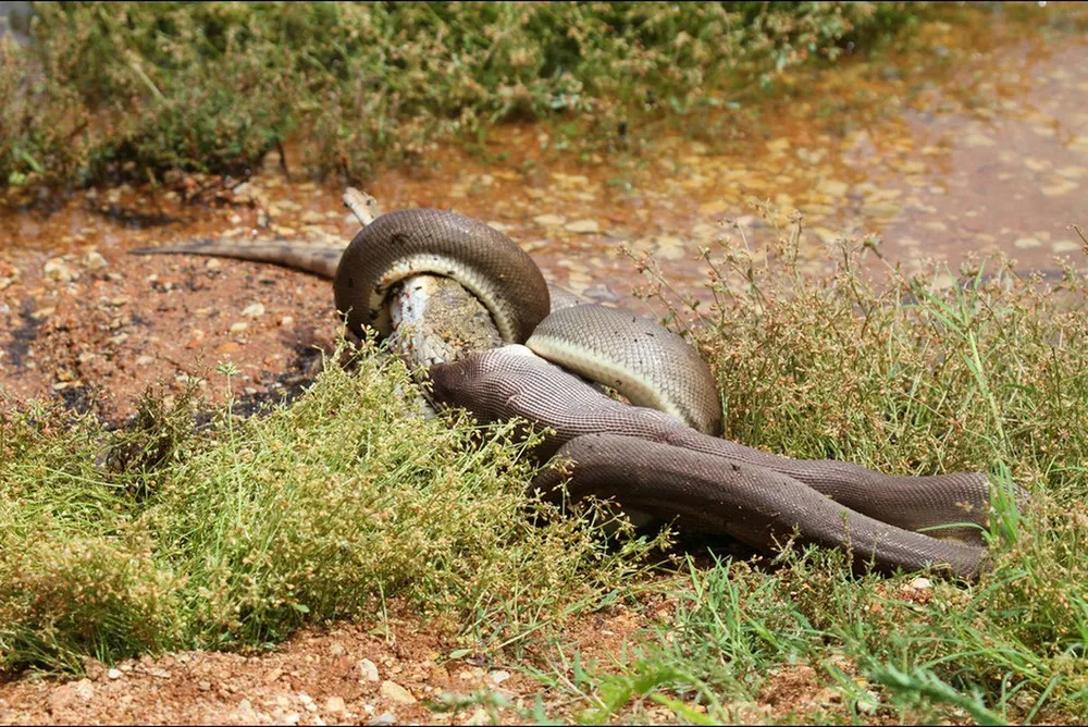 Python Meets a Crocodile See what Happened Next