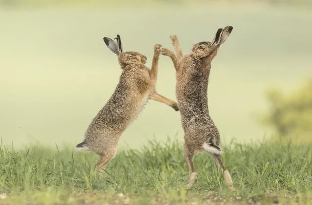 A female hare engaging in a boxing match with a randy male who got too close for comfort in Havergate, Suffolk, UK in the second decade of March 2024. (Photo by Jessica Jones/Media Drum World/Profimedia)