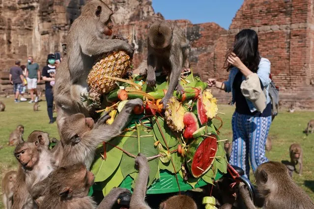 Monkeys eat fruit during the annual Monkey Festival which resumed after a two-year gap caused by  the COVID-19 pandemic, in Lopburi province, Thailand, November 28, 2021. (Photo by Jiraporn Kuhakan/Reuters)