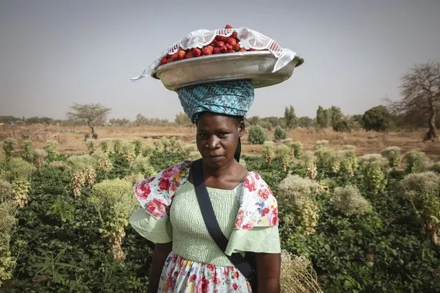 Jacqueline Taonsa, a vendor, balances a dish of strawberries on her head, in Ouagadougou, on March 28, 2024. In the suburbs of Ouagadougou, the round leaves of strawberries are replacing cabbage and salads. An “oddity” in the heart of the Sahel, Burkina strawberries invade the stalls of local markets, a “red gold” which is now also exported beyond the borders. (Photo by Fanny Noaro-Kabré/AFP Photo)