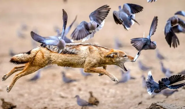 A jackal surrounded by doves leaps for a meal at the Kgalagadi game reserve in Botswana in April 2024. It is difficult for animals to survive in this part of south Africa, so this jackal is one of a few that have learned how to catch birds. (Photo by Kathy Kay/Solent News & Photo Agency)