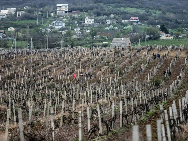 A view of Massandra's vineyard near Sevastopol. The Southern Crimea is well known for its nature, climate and landscapes, in which are produced high quality wines. (Photo by Sergei Ilnitsky/EPA)