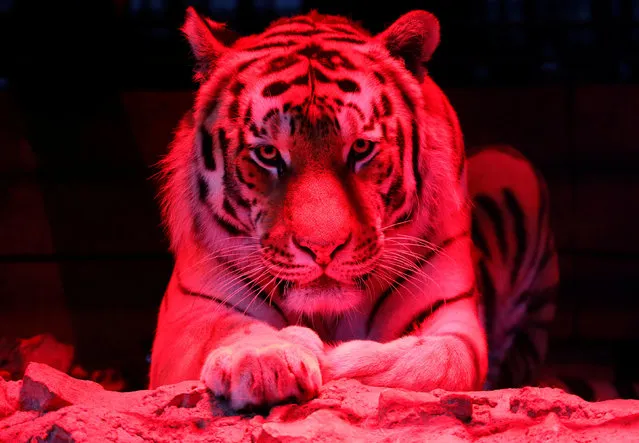 Bartek, a six-year-old Amur tiger, look on inside an open-air cage, as illumination is lit on for late visitors to observe animals at night environment, at the Royev Ruchey zoo in Krasnoyarsk, Russia, July 2, 2019. (Photo by Ilya Naymushin/Reuters)