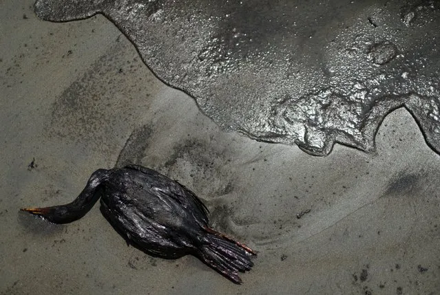 A dead bird lies on a beach during a clean-up, following an oil spill caused by abnormal waves, triggered by a massive underwater volcanic eruption half a world away, in Tonga, in Ventanilla, Peru on January 18, 2022. (Photo by Pilar Olivares/Reuters)
