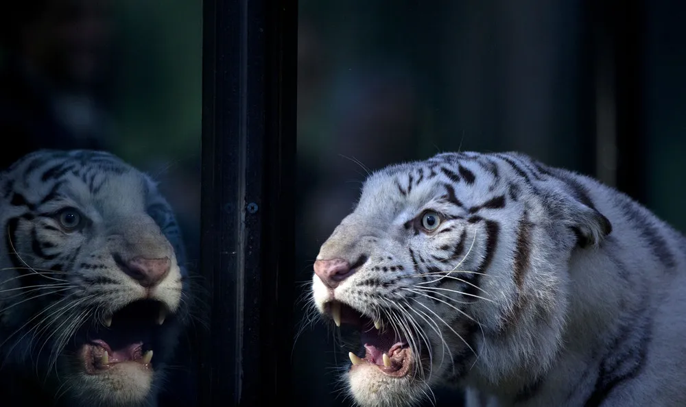 Argentina Tiger Triplets