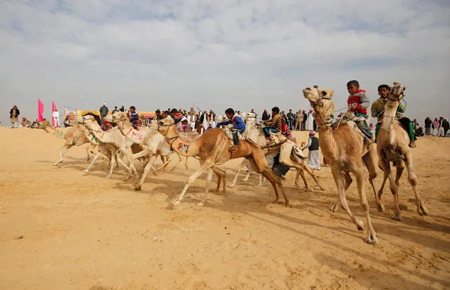 Jockeys, most of whom are children, compete on their mounts at the starting line during the opening of the International Camel Racing festival at the Sarabium desert in Ismailia, Egypt, March 21, 2017. (Photo by Amr Abdallah Dalsh/Reuters)