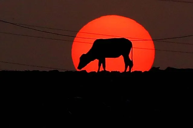 A cow walks past in front of the setting sun in Karachi, Pakistan, 15 February 2022. (Photo by Shahzaib Akber/EPA/EFE)