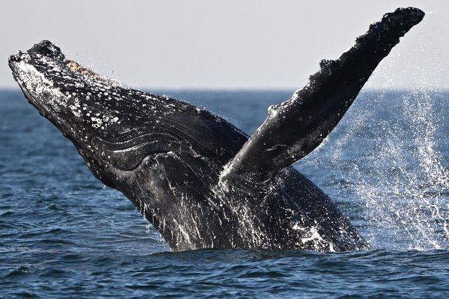 A humpback whale (Megaptera novaeangliae) jumps at the coast of Niteroi, Rio de Janeiro state, Brazil on June 20, 2024. (Photo by Mauro Pimentel/AFP Photo)