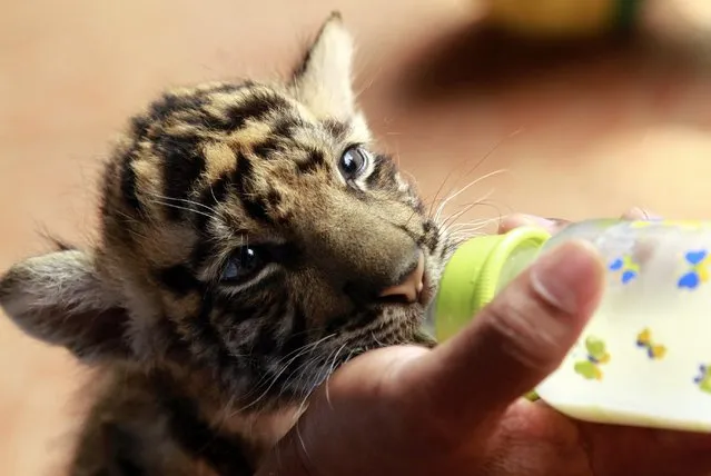 A female Sumatran Tiger (Panthera Tigris) cub drinks from a bottle at Taman Sari zoo in Bandung, West Java Province, Indonesia, 08 May 2014. The Sumatran Tiger Cubs was born on 28 March 2014. There are fewer than 400 Sumatran tigers in the wild and their survival is threatened by deforestation and poaching, reports stated. (Photo by EPA/Salvozesta)
