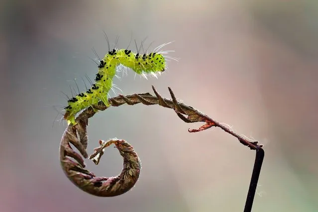 You rarely get the opportunity to get up close and personal with a tiny insect. Indonesian photographer Nordin Seruyan helps us to look past the creepy-crawlies of insects and focus on their delicate beauty. In brilliant color and sharp focus, Seruyan captures the insects in his garden. From butterflies and mantises to beetles and snails, the creatures of Southeast Asian get your full focus. (Photo by Nordin Seruyan)