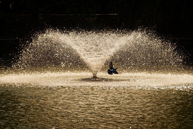 A pigeon flies by a fountain in Bucharest, Romania, Tuesday, July 9, 2024, as temperatures exceeded 39 degrees Celsius (102.2 Fahrenheit). The national weather forecaster issued a orange warning for the coming week, as temperatures are expected to reach 40 degrees Celsius (104 Fahrenheit). (Photo by Vadim Ghirda/AP Photo)