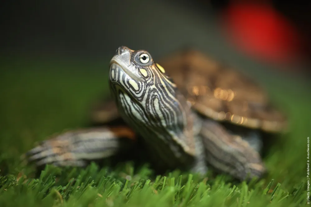 Blackpool's Sea Life Centre Opens Their New Turtle Shelter
