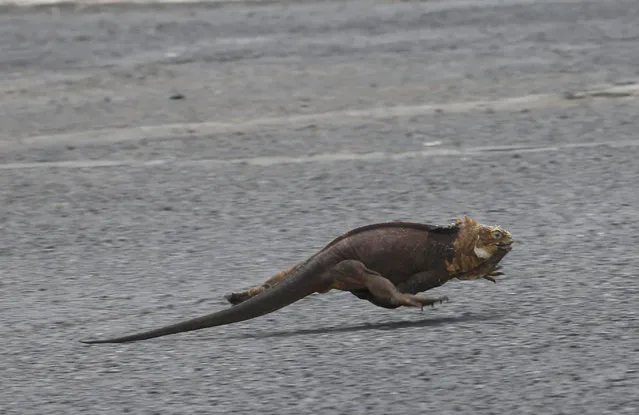 An iguana races past near a landing strip at the eco-friendly Seymour of Baltra Airport, Galapagos Islands, Ecuador, Wednesday, July 15, 2015. (Photo by Dolores Ochoa/AP Photo)