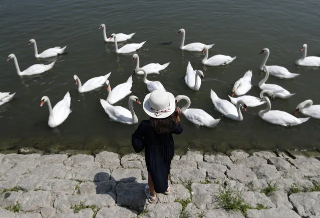 A girl feeds swans on the bank of the Danube river in Belgrade, Serbia, Friday, August 9, 2019. (Photo by Darko Vojinovic/AP Photo)