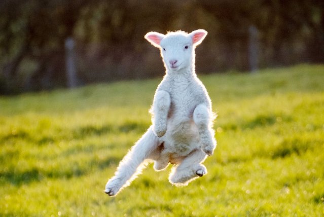 This is the moment a lamb appears to be doing kung fu as it plays with its friends in a field overlooking Kimmeridge Bay in Dorset on April 11, 2022. (Photo by Donna White/Bournemouth News)