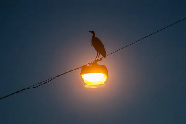 Amsterdam’s urban herons even had a documentary made about them. (Photo by by Julie Hrudova/The Guardian)