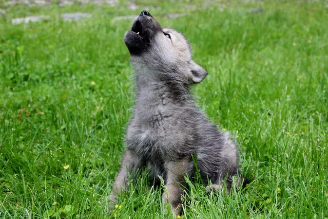In this May 21, 2014 photo provided by the Wolf Conservation Center, Nikai, a baby wolf, is seen in mid-howl at the Wolf Conservation Center in South Salem, N.Y.  Born in April, Nikai will make his debut to the public in early June. (Photo by Rebecca Bose/AP Photo/Wolf Conservation Center)