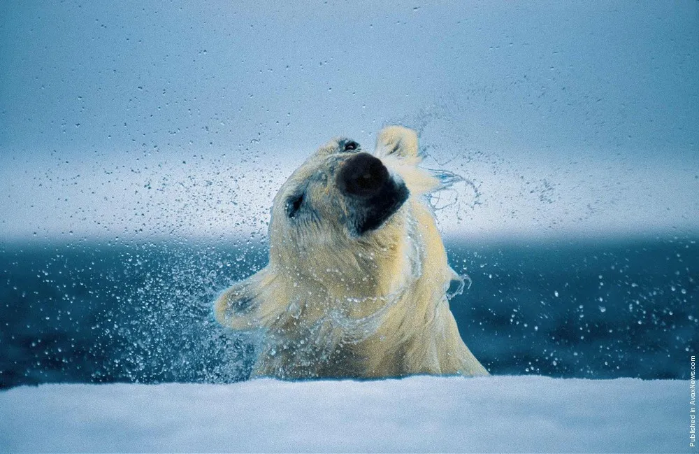 Polar Tales by Paul Nicklen. Part III