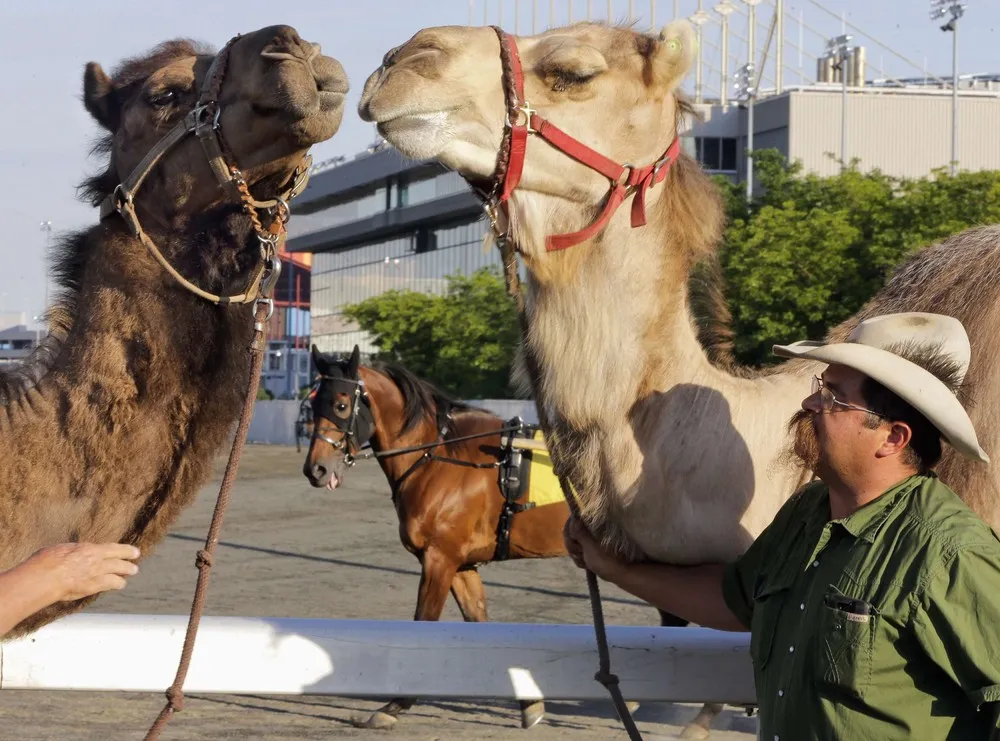 New Jersey's Camel Derby