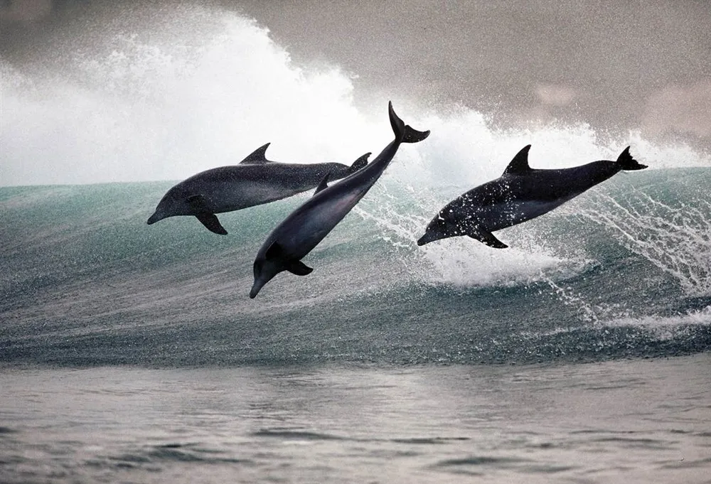 Dance of the Dolphins