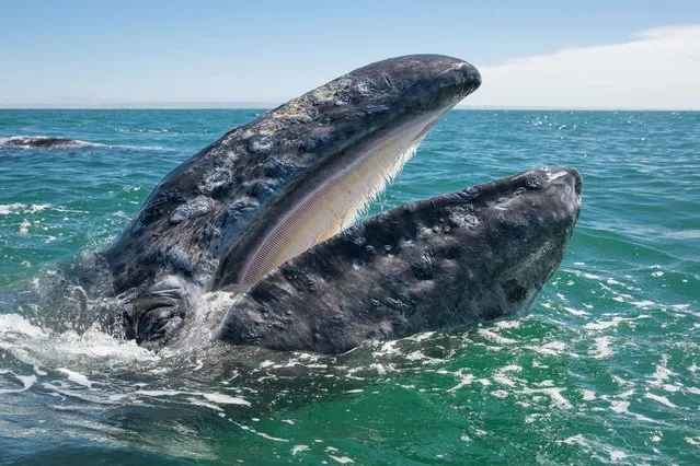 A grey whale breaches from the water in, Baja California, Mexico, March 2017. (Photo by  Mark Carwardine/Barcroft Images)