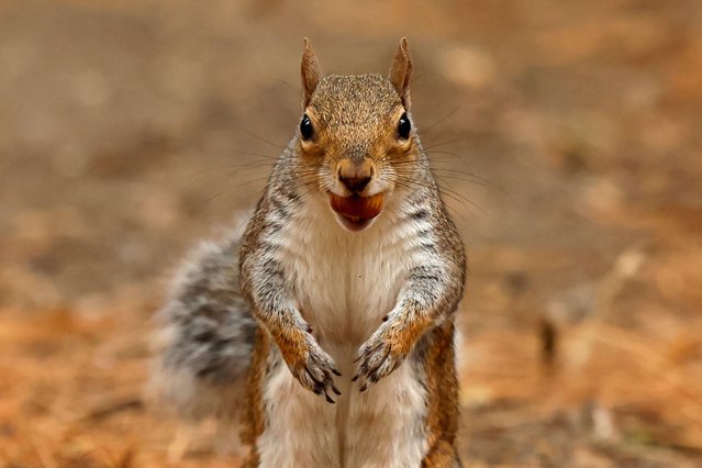 A squirrel stands with a nut in its mouth among autumn colours on fallen foliage from trees, in Dublin, Ireland on September 23, 2024. (Photo by Clodagh Kilcoyne/Reuters)