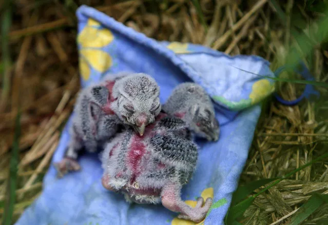 Two Boreal owl chicks rest outside the “Smart Nest Box”, which allows the study of birds by using mounted cameras, after being inspected in a forest near the village of Mikulov, Czech Republic, June 18, 2016. (Photo by David W. Cerny/Reuters)