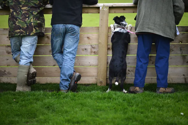 A sheepdog watches another dog in the auction ring as it waits its turn to be auctioned at Skipton Auction Mart