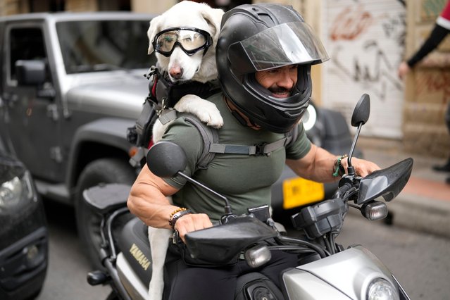 A goggle-wearing dog is strapped to a motorcycle driver's back as they wait at a stoplight in Bogota, Colombia, Wednesday, October 9, 2024. (Photo by Fernando Vergara/AP Photo)