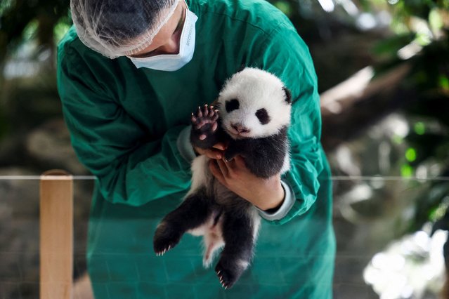 An employee of Berlin zoo holds a two-month-old giant panda cub, one of the two of cubs of giant panda Meng Meng, at an enclosure at the Zoo in Berlin, Germany on October 15, 2024. (Photo by Lisi Niesner/Reuters)