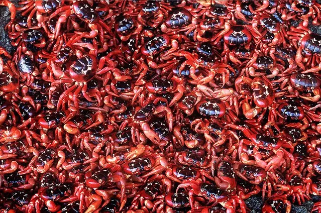 Female red crabs after spawning on Christmas Island. (Photo by Jean Paul Ferrero/Ardea/Caters News)