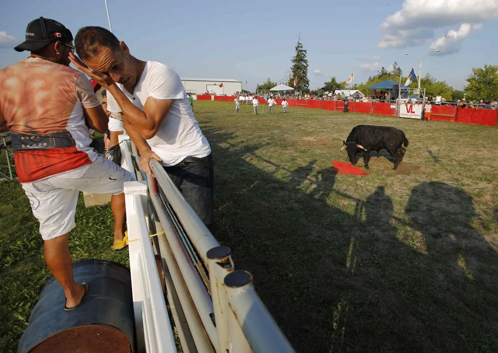 “Tourada a Corda” in Canada