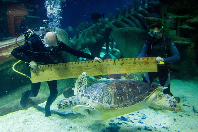 The Sealife London Aquarium have conducted their week long annual health check of all 6,600 animals in their care. This picture: Aquarists measure the 1.2m long shell of Phoenix, one of the enormous 130kg rare green sea turtles, on Jule 31, 2014. (Photo by Mikael Buck/Sealife London Aquarium)