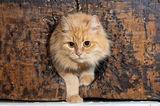 A cat tries out the world's oldest cat flap at Exeter Cathedral, UK on August 6, 2023. A cat was paid a penny a week in the 15th century to keep down the rats and mice in the north tower and a cat flap was cut into the door below the astronomical clock to allow the cat to carry out its duties. Records of payments were entered in the Cathedral archives from 1305 to 1467, the penny a week being enough to buy food to supplement a heavy diet of rodents. One theory is that the nursery rhyme Hickory, Dickory, Dock began life at Exeter Cathedral. The tale goes that mice would climb the mechanism of a clock hanging on the wall only to meet their doom at the claws of the bishop's cat who would settle at the bottom waiting for them to come down. The battle between cat and mouse is said to have given rise to nursery rhyme. Pictured: Audrey the Cathedral cat belonging to the Director of Music at the Cathedral, pictured using the World's oldest cat flap, which is situated in a door which leads to the Astronomical Clock inside the Cathedral.(Photo by Mark Passmore/Apex News)