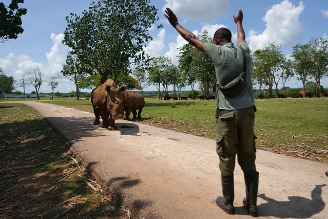 A zoo keeper reacts as he feeds white rhinoceros at the National Zoo in Havana, Cuba on June 24, 2022. (Photo by Alexandre Meneghini/Reuters)