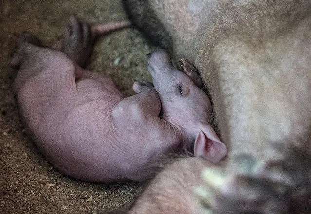 A baby aardvark next to her mother Kvida at Prague Zoo, Czech Republic, 17 August 2015. The baby aardvark is 23 days old. (Photo by Filip Singer/EPA)