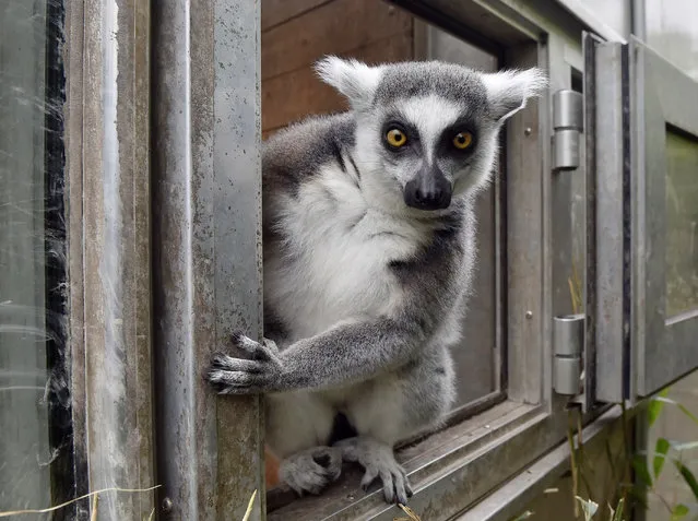 In this March 31, 2016 file photo, a ring-tailed lemur watches out of a window at the zoo in Duisburg, Germany. Primates are heading toward an extinction crisis, a new international study warns. And it’s our fault that our closest biological relatives are in trouble, scientists said. About 60 percent of the more than 500 primate species, such as gorillas, monkeys and lemurs, are “now threatened with extinction” and three out of four primate species have shrinking populations, according to a study by 31 primate experts published in the January 18, 2017, journal Science Advances. (Photo by Martin Meissner/AP Photo)