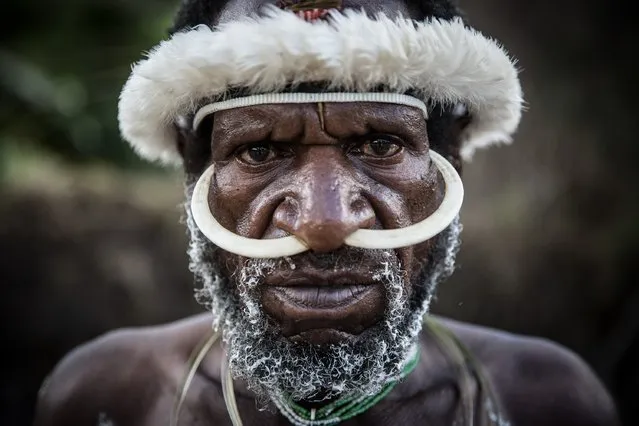 A Papuanese tribal man poses for a portrait during the 25th Baliem Valley festival on August 7, 2014 in Wamena, Indonesia. (Photo by Agung Parameswara/Getty Images)