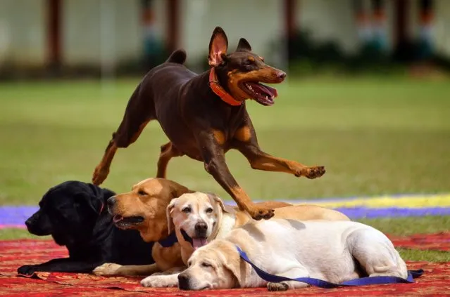 Indian Railway Protection Force (RPF) dog squad performs during the celebrations for the 75th Anniversary of Indian Independence, in Chennai, India, 15 August 2022. India's prime minister has urged people to hoist the national flag in every household as part of a campaign called “Har Ghar Tiranga” (Tricolor in every house) during India's Independence celebrations. (Photo by Idrees Mohammed/EPA/EFE)